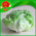NEW 2015 Yunnan organic iceberg lettuce